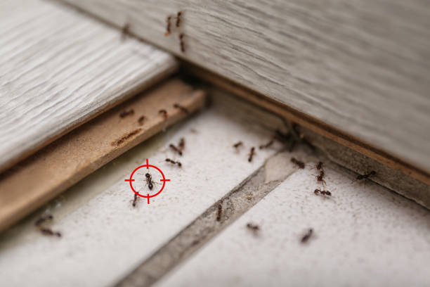 Best Pest Control Treatment  in Rancho Alegre, TX