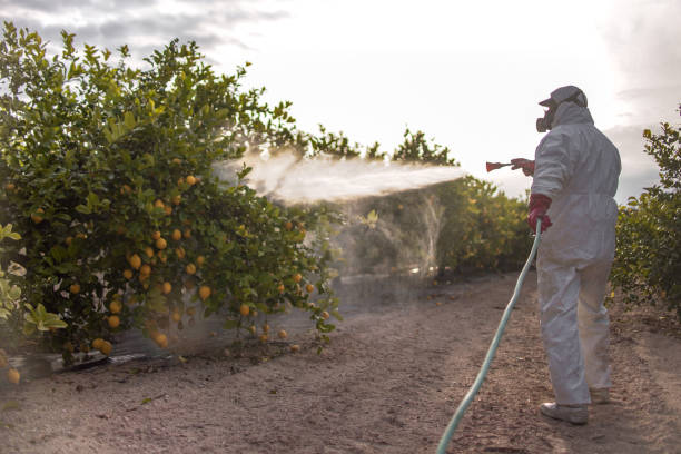 Best Pest Inspection Near Me  in Rancho Alegre, TX