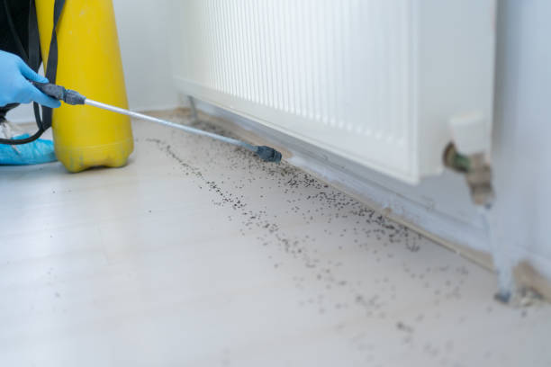 Best Termite Control Services  in Rancho Alegre, TX